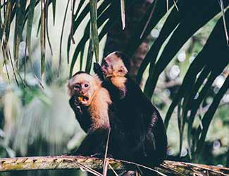 capuchin monkeys in the rainforest